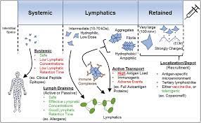 broader processing window