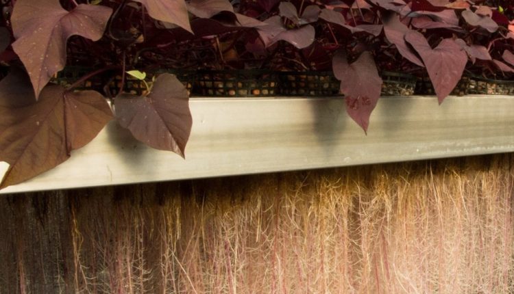 Plant Milking technology revealing the plants potential.